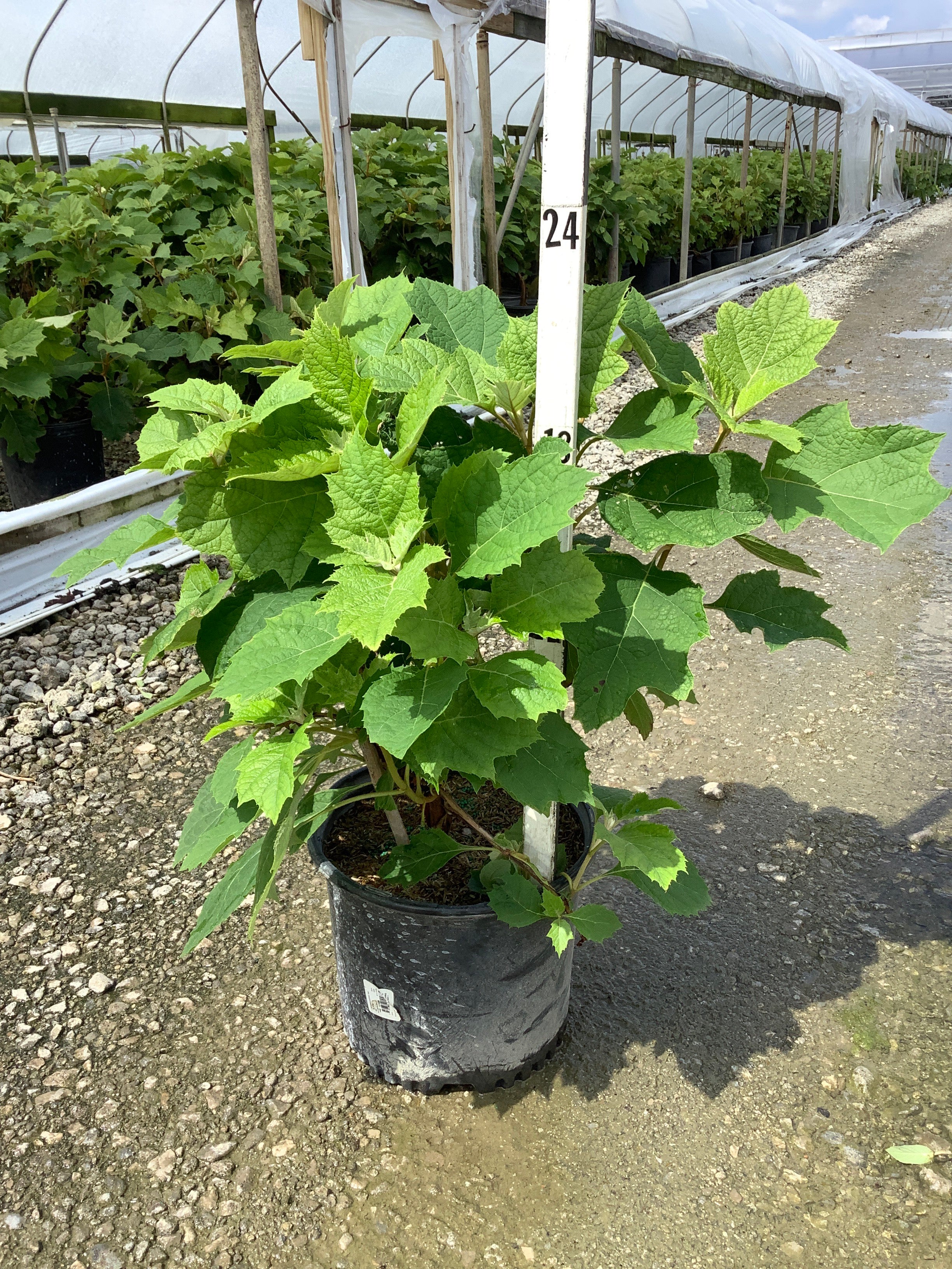 Hydrangea quercifolia 'Alice'