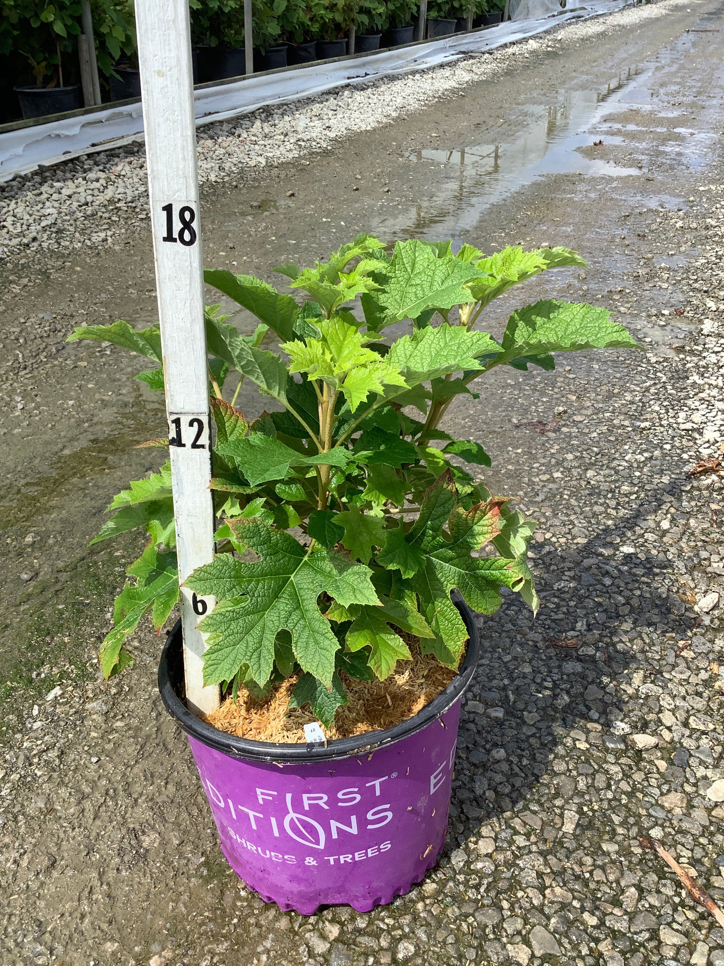 Hydrangea quercifolia 'Jetstream'