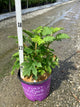 Hydrangea quercifolia 'Jetstream'