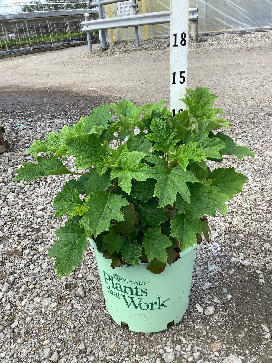 Hydrangea quercifolia 'Ruby Slippers' â€” G3 12