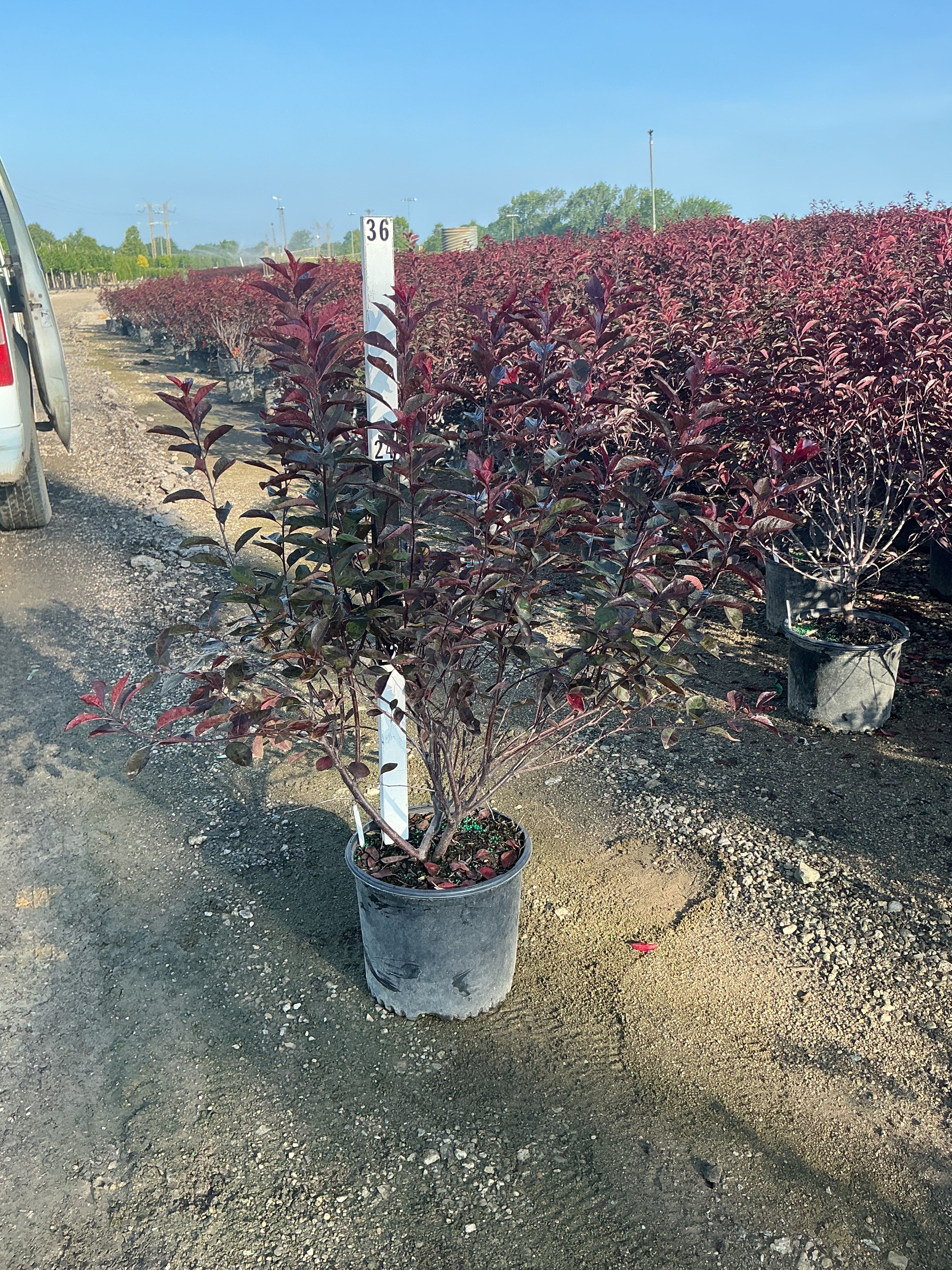 Prunus x cistena