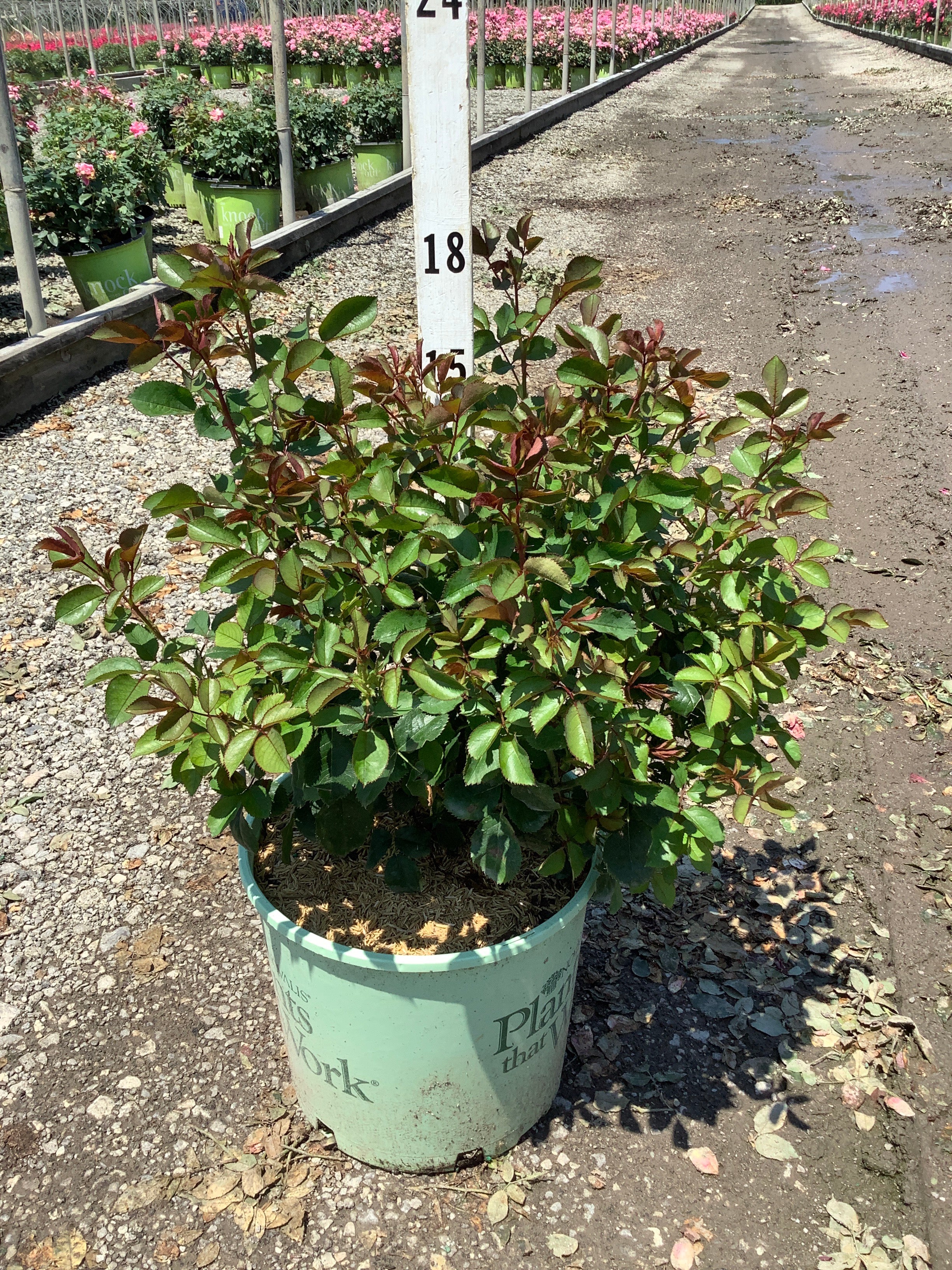 Rosa miracle 'On The Hudson'