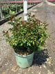 Rosa miracle 'On The Hudson'