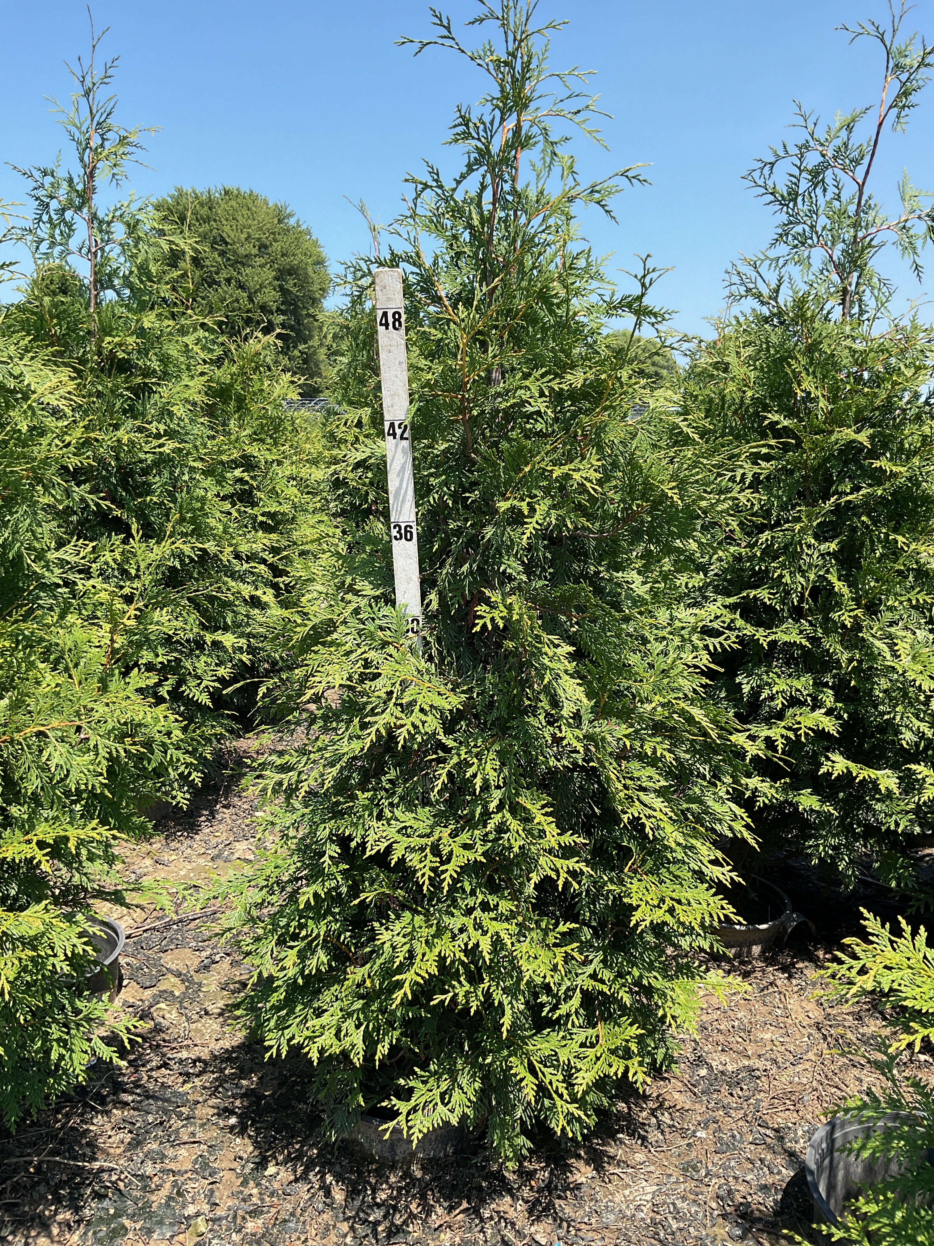 Thuja plicata 'Green Giant'