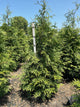 Thuja plicata 'Green Giant'
