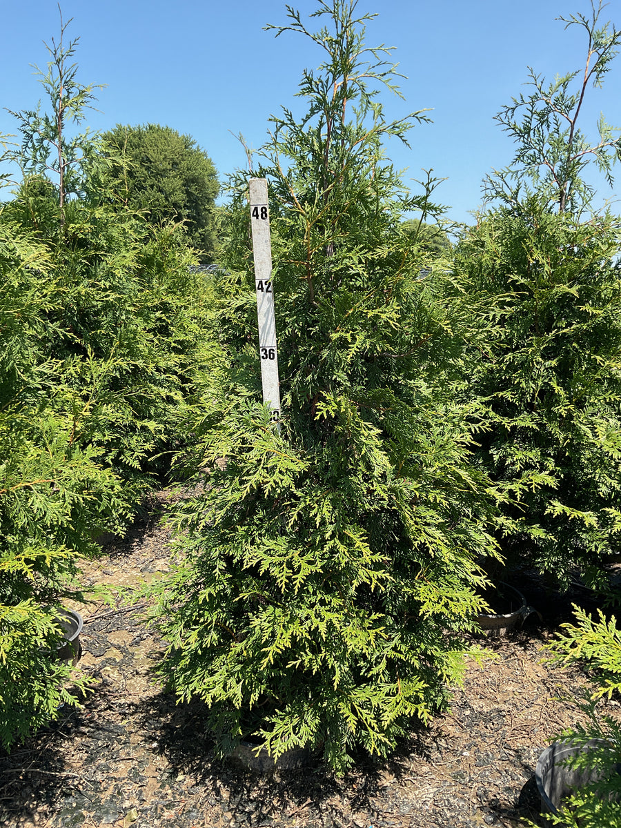 Thuja plicata 'Green Giant' â€” G3 36