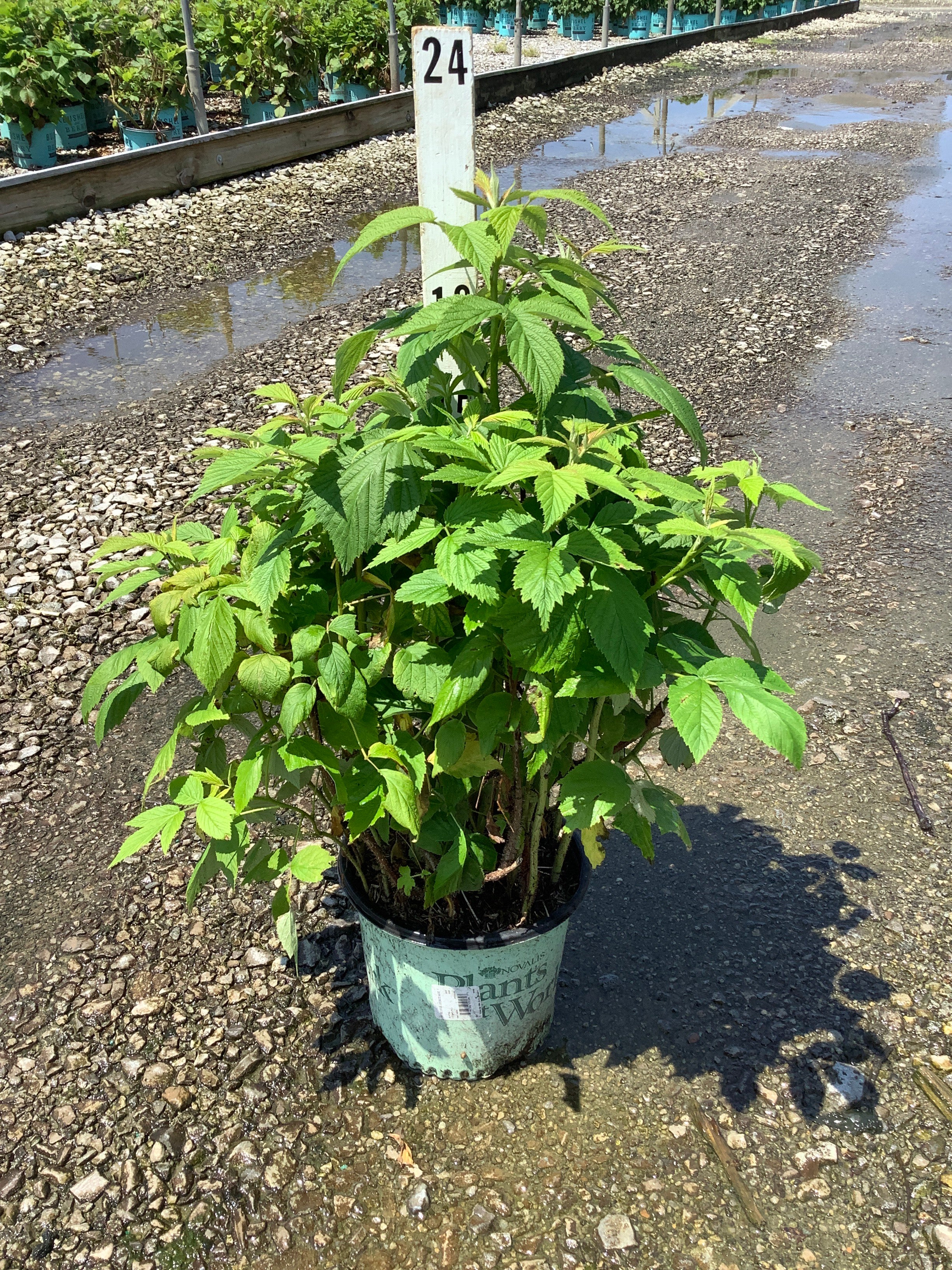 Rubus idaeus 'Heritage'
