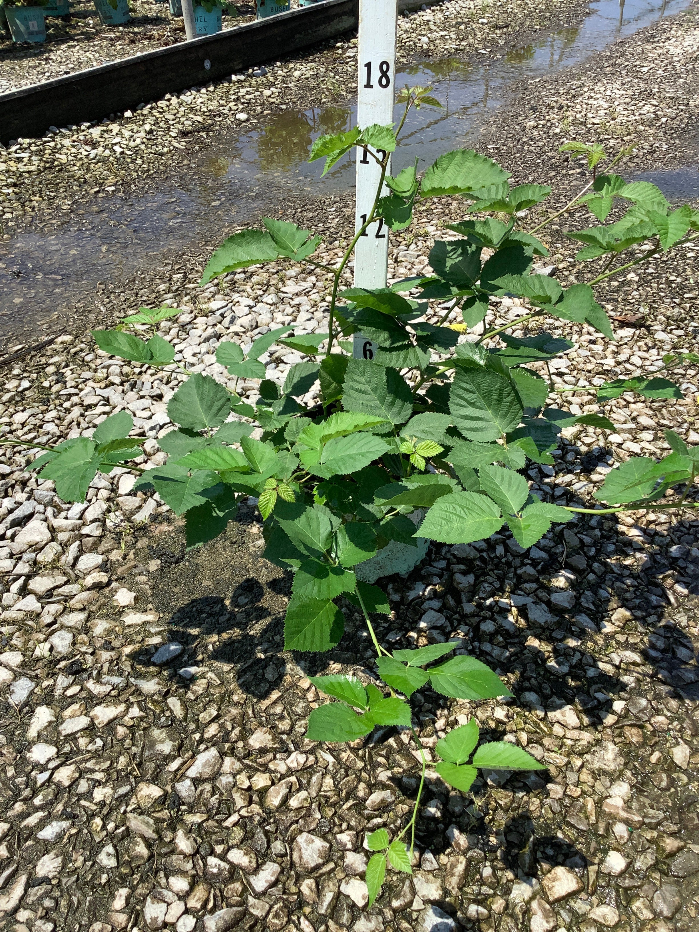 Rubus fruticosus 'Chester'