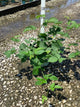 Rubus fruticosus 'Chester'