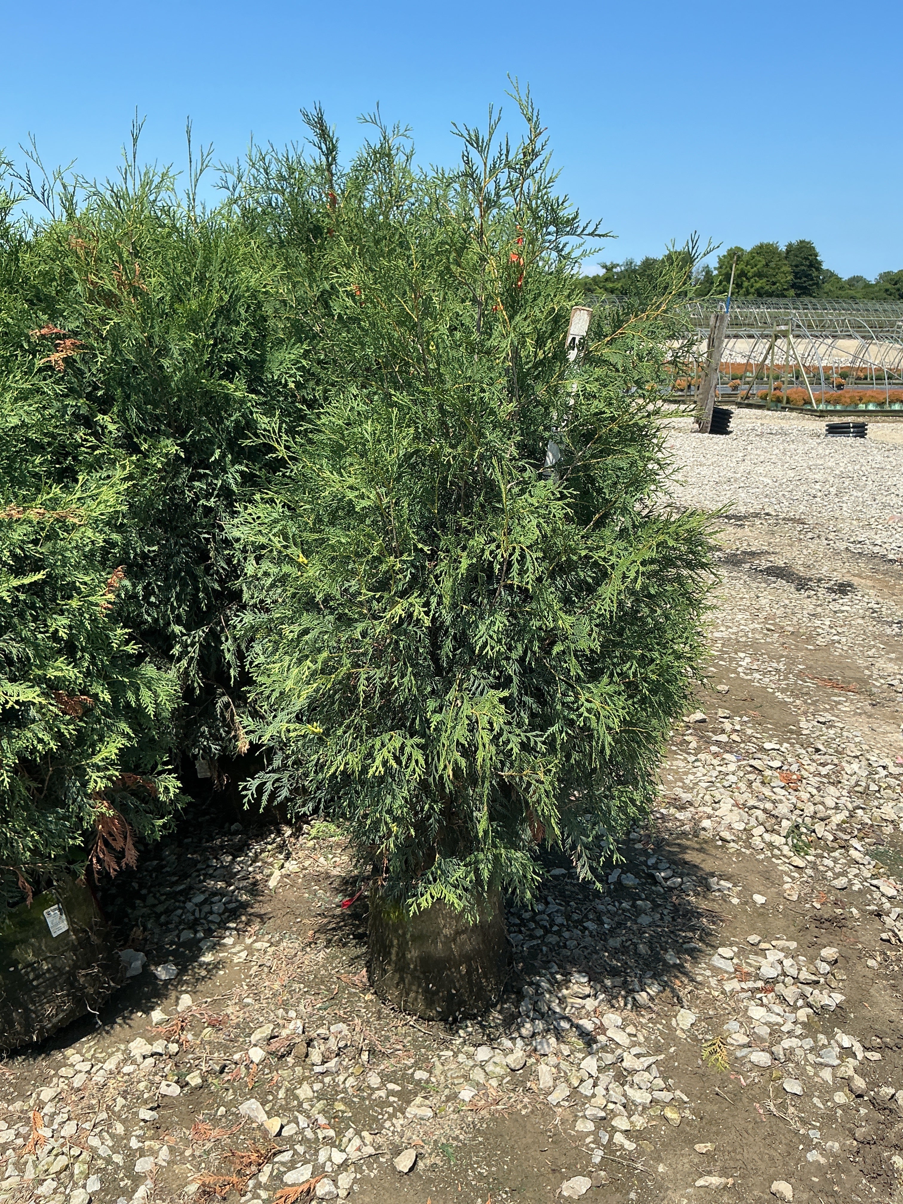Thuja occidentalis 'Techny Mission'