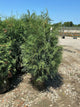Thuja occidentalis 'Techny Mission'