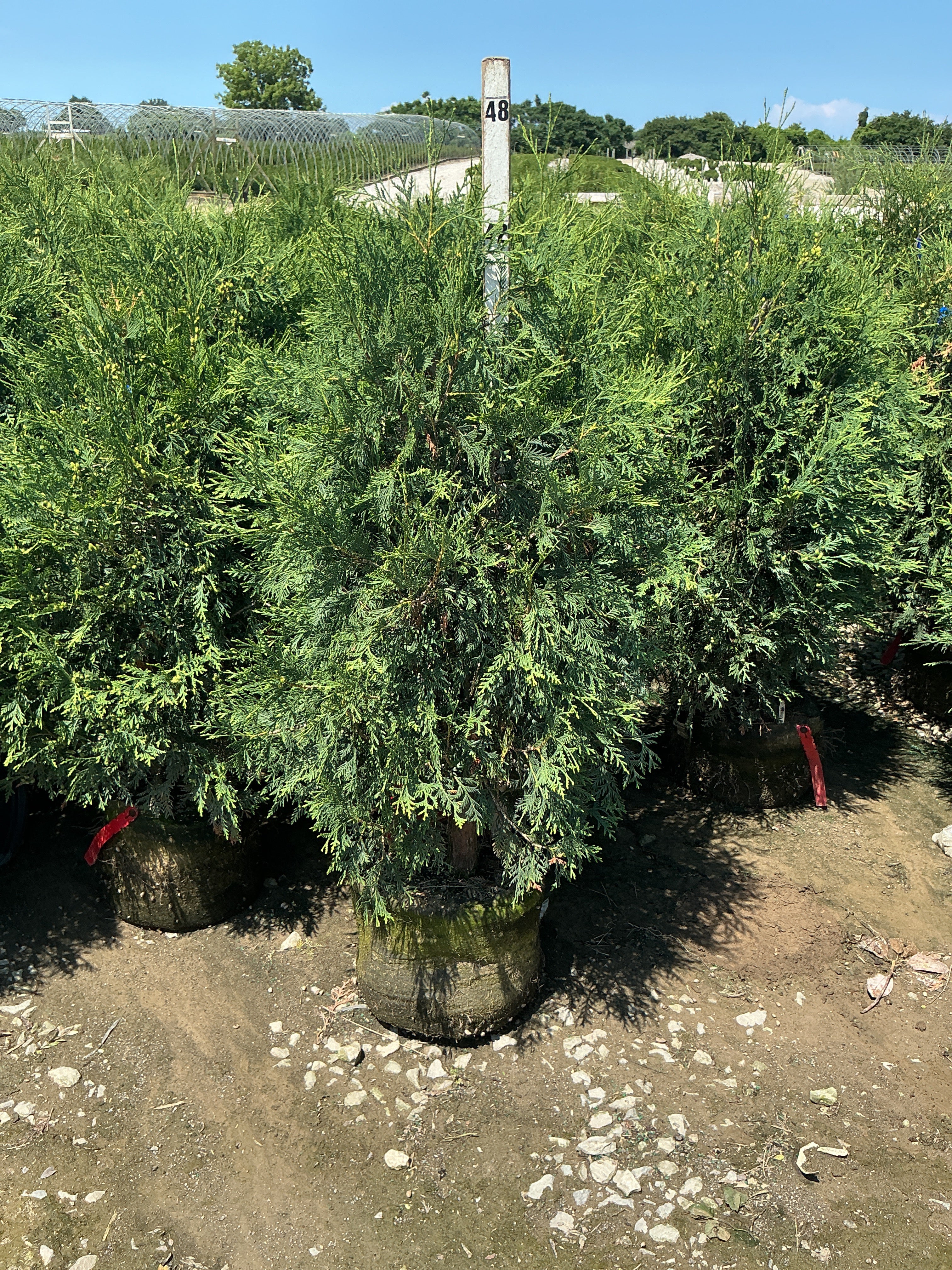 Thuja occidentalis 'Techny Mission'