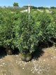 Thuja occidentalis 'Techny Mission'