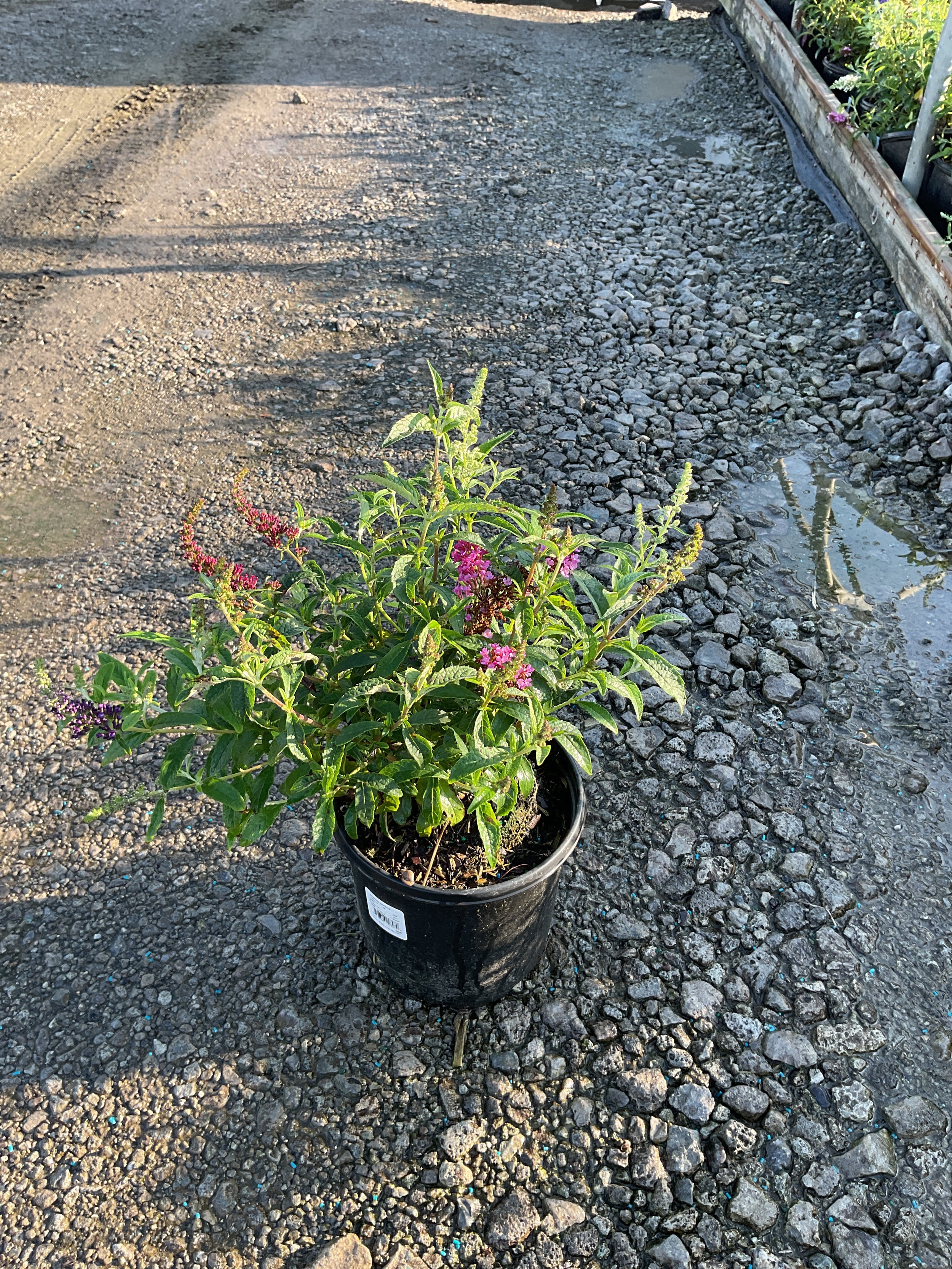 Buddleia davidii BUZZ series ‘Sky Blue’, ‘Hot Raspberry’, “ivory’