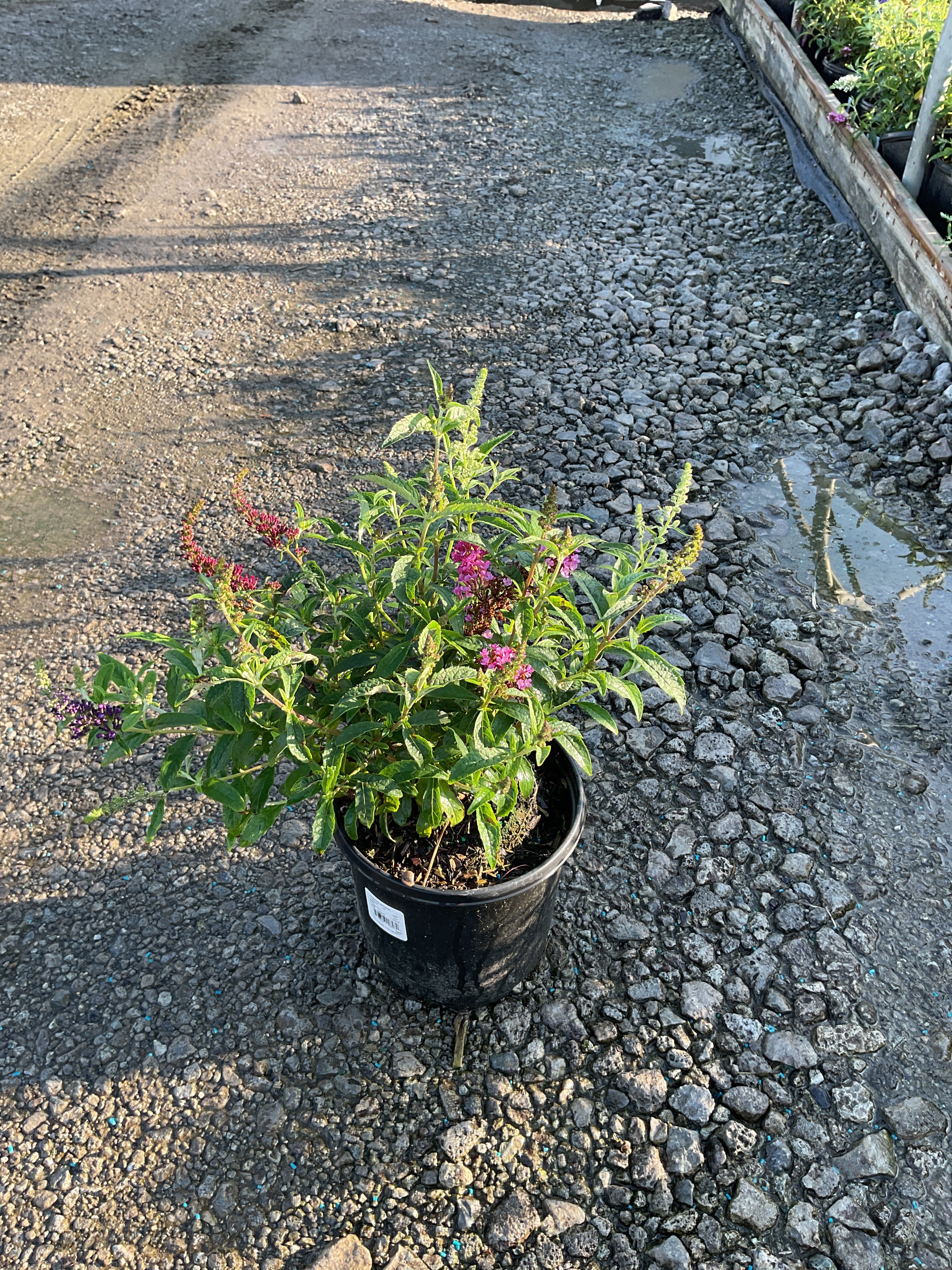 Buddleia davidii BUZZ series ‘Sky Blue’, ‘Hot Raspberry’, “ivory’