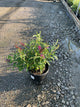 Buddleia davidii BUZZ series ‘Sky Blue’, ‘Hot Raspberry’, “ivory’
