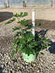 Ficus brown 'Brown Turkey'
