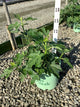 Ficus carica 'Olympian'