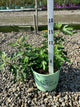 Ficus carica 'Violet De Bordeaux'