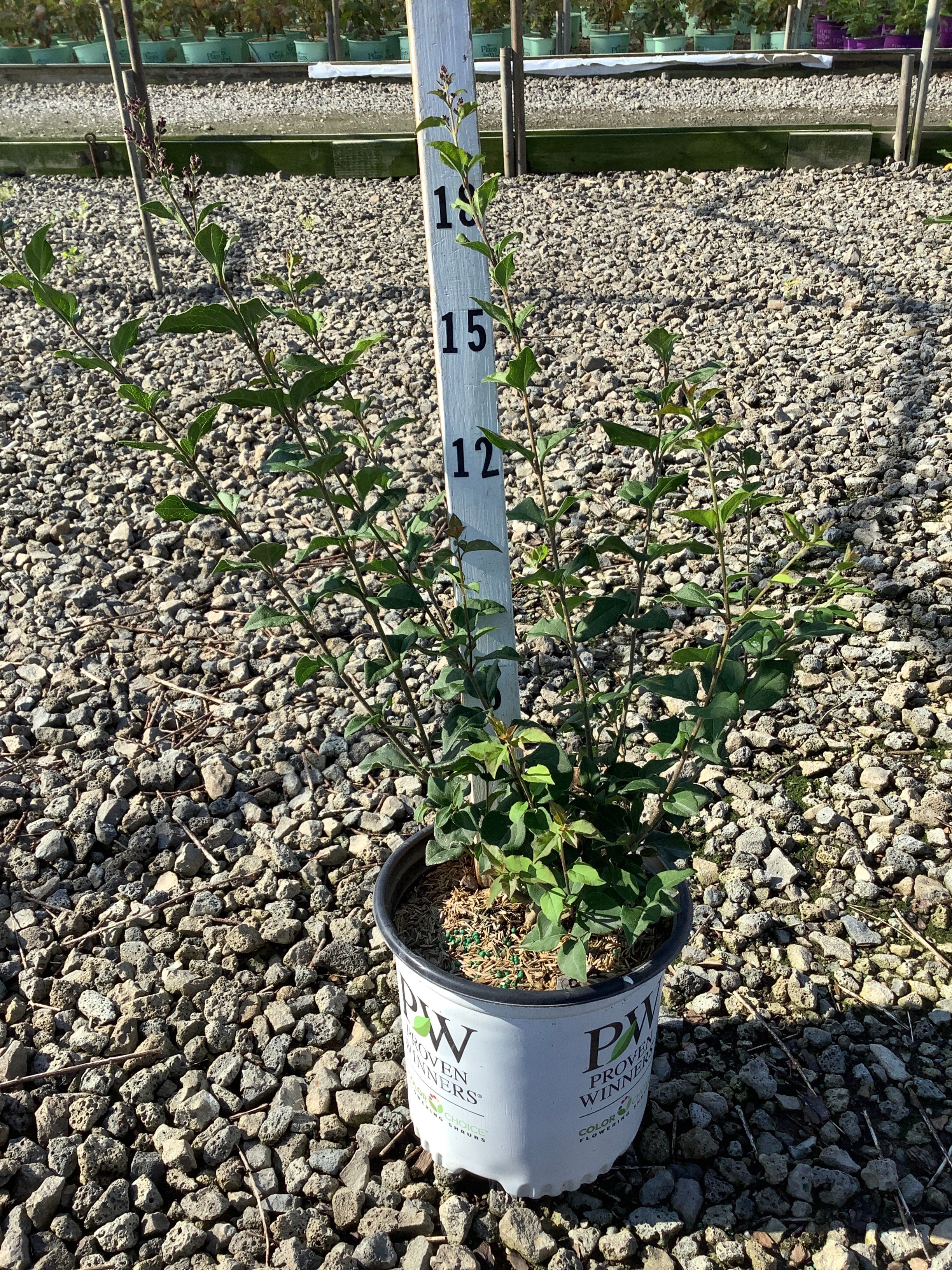 Syringa x 'Penda'
