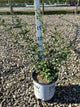Syringa x 'Penda'