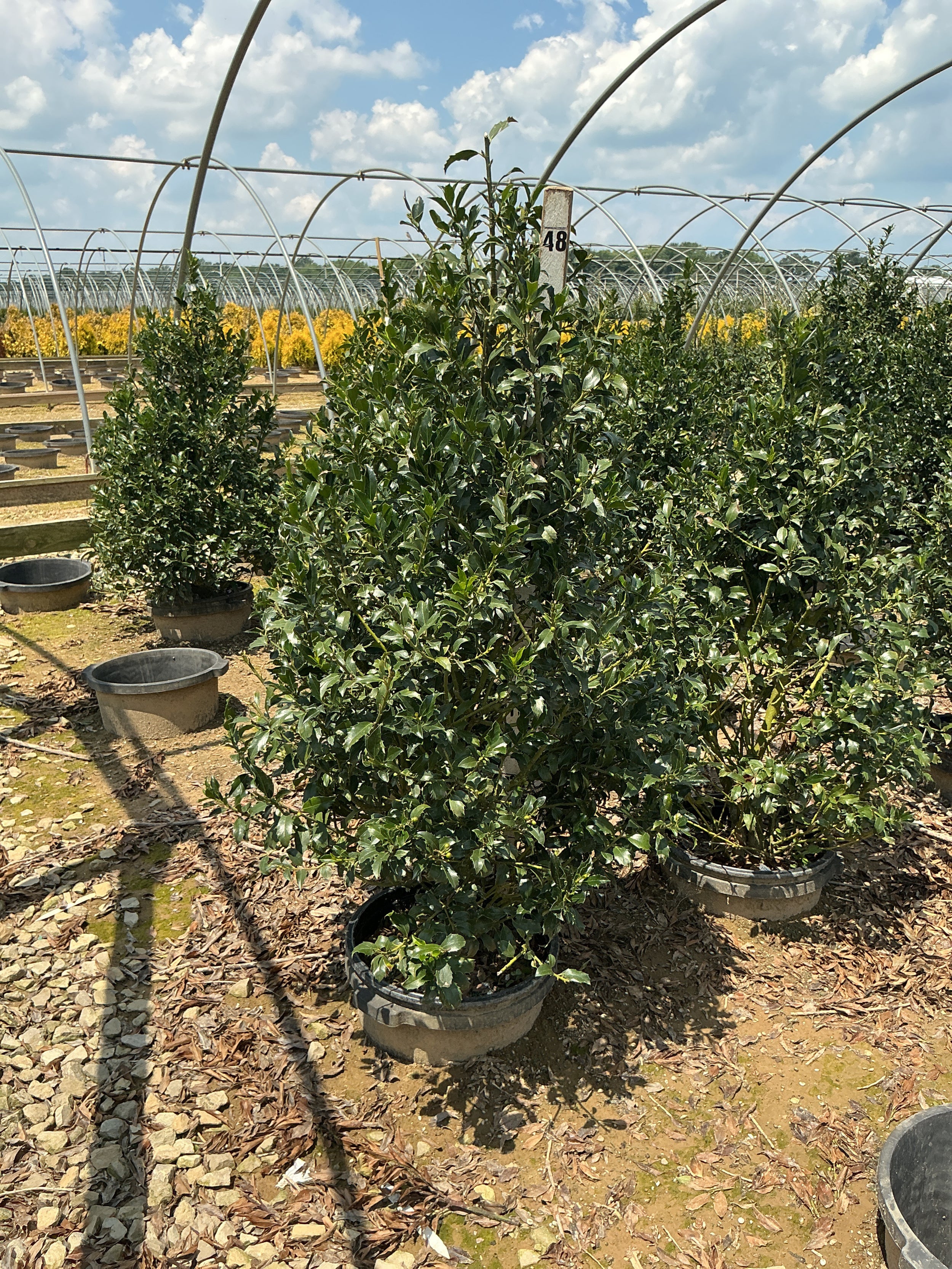 Ilex x meserveae 'Golden Girl'
