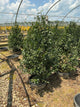 Ilex x meserveae 'Golden Girl'