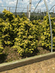 Chamaecyparis obtusa 'Fernspray Gold'