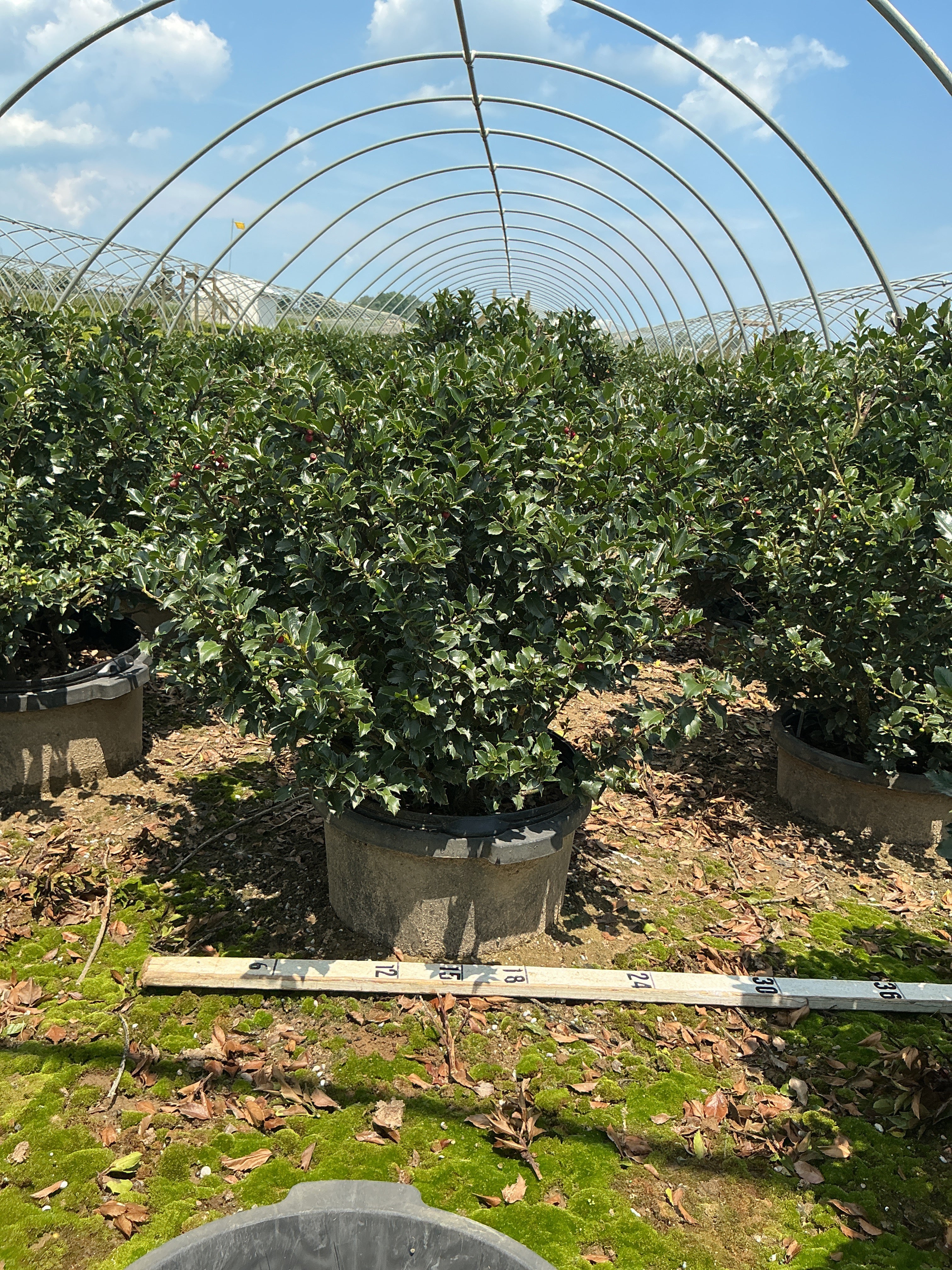 Ilex x meserveae 'Royal Family'