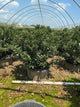 Ilex x meserveae 'Royal Family'