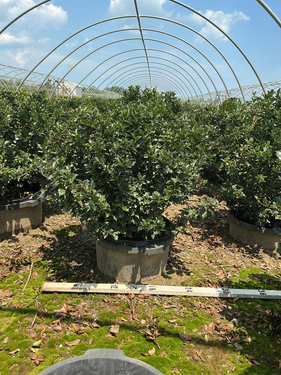 Ilex x meserveae 'Royal Family' â€” G5  24
