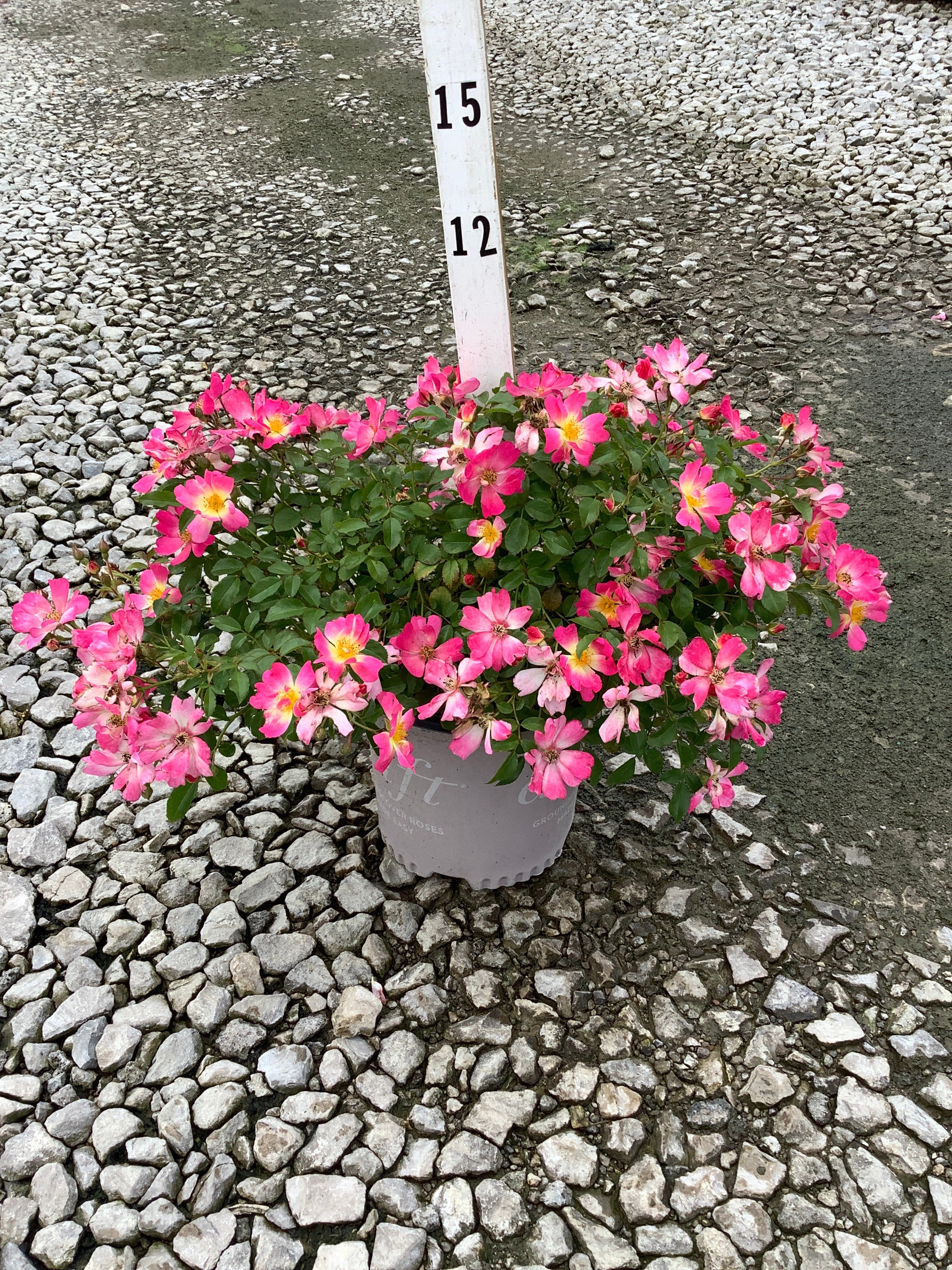 Rosa 'Drift Meijocos'