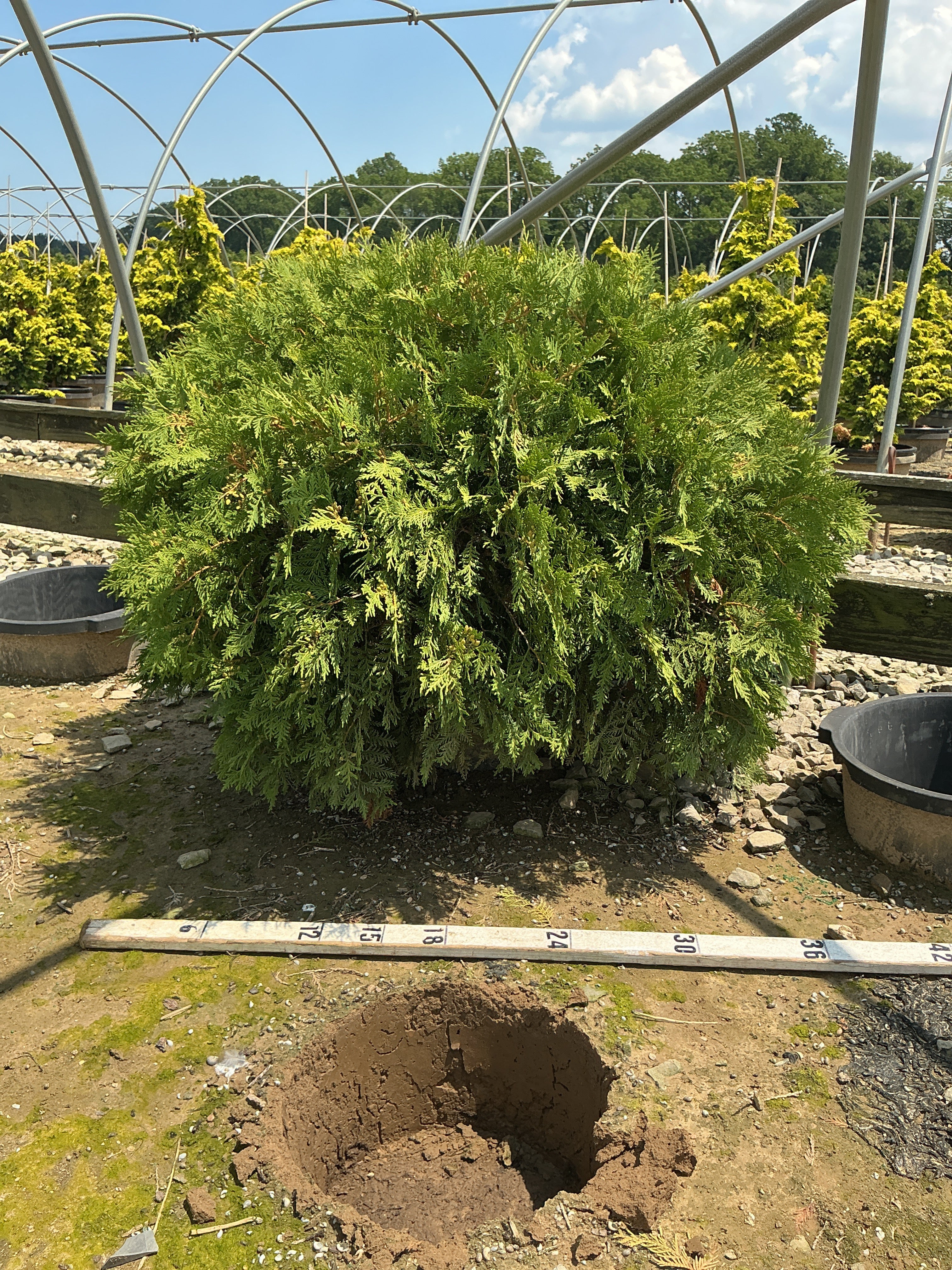 Thuja occidentalis 'Woodwardii'
