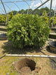 Thuja occidentalis 'Woodwardii'