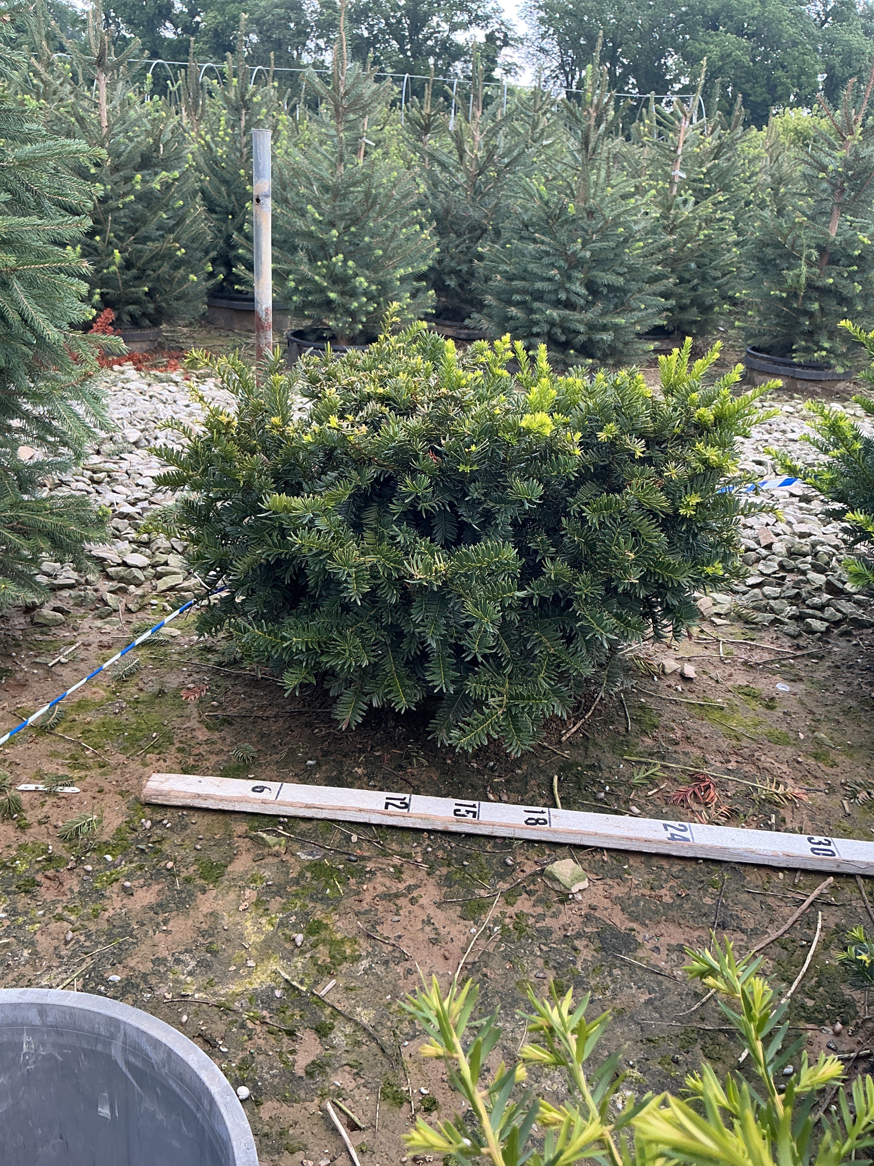 Taxus x media 'Wardii'