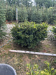 Taxus x media 'Wardii'