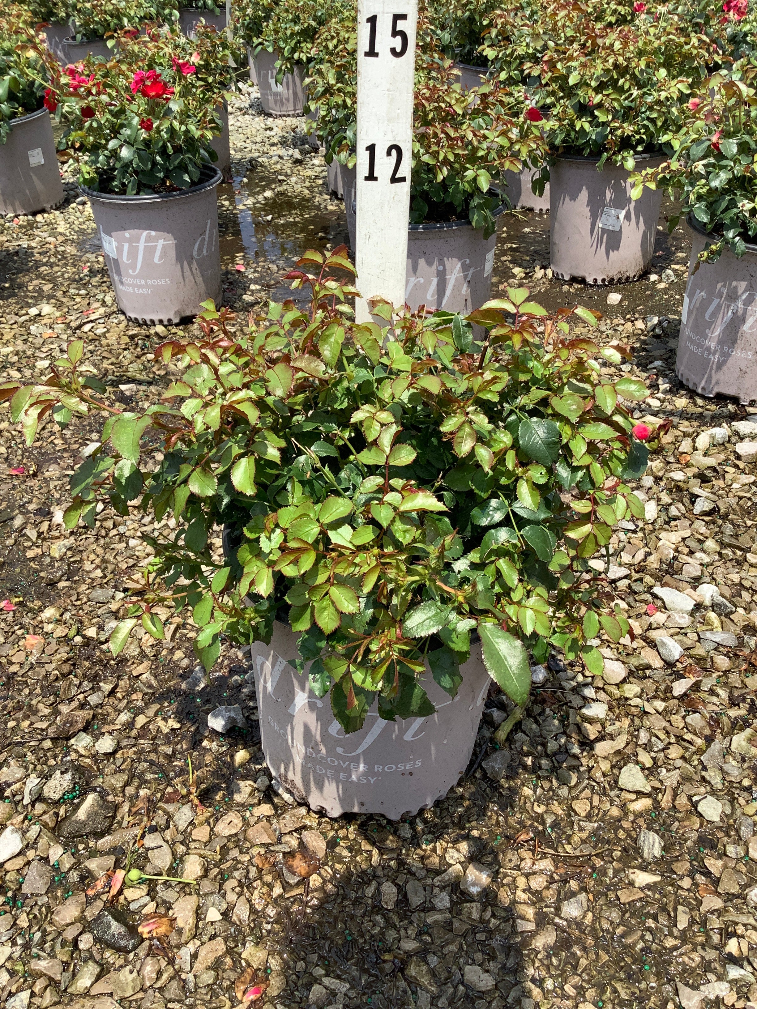 Rosa Scarlet Drift® ('Meidelvega')