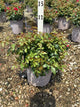 Rosa Scarlet Drift® ('Meidelvega')