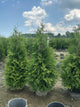 Thuja plicata 'Green Giant'