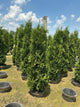 Thuja occidentalis 'Thin Man'