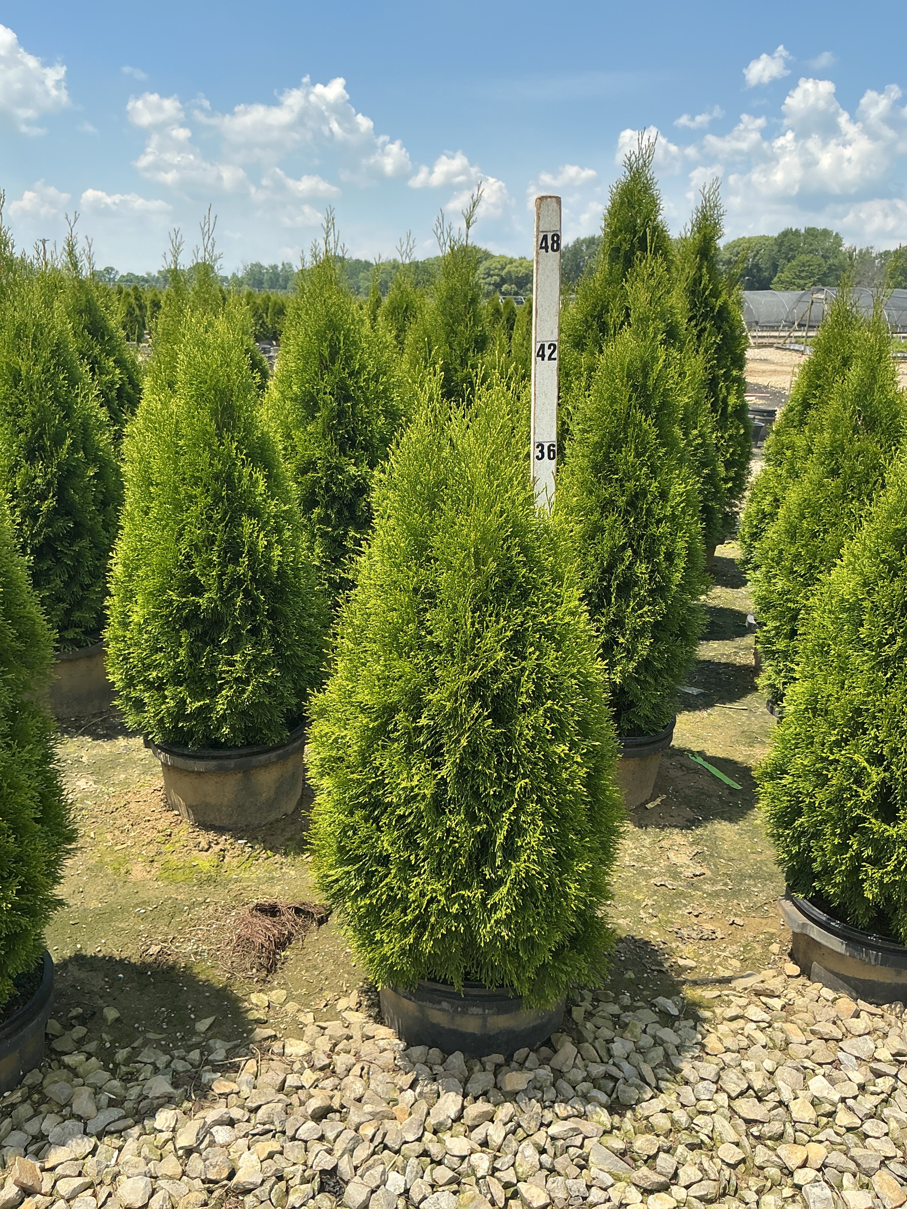 Thuja occidentalis 'Smaragd'