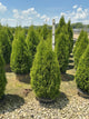 Thuja occidentalis 'Smaragd'