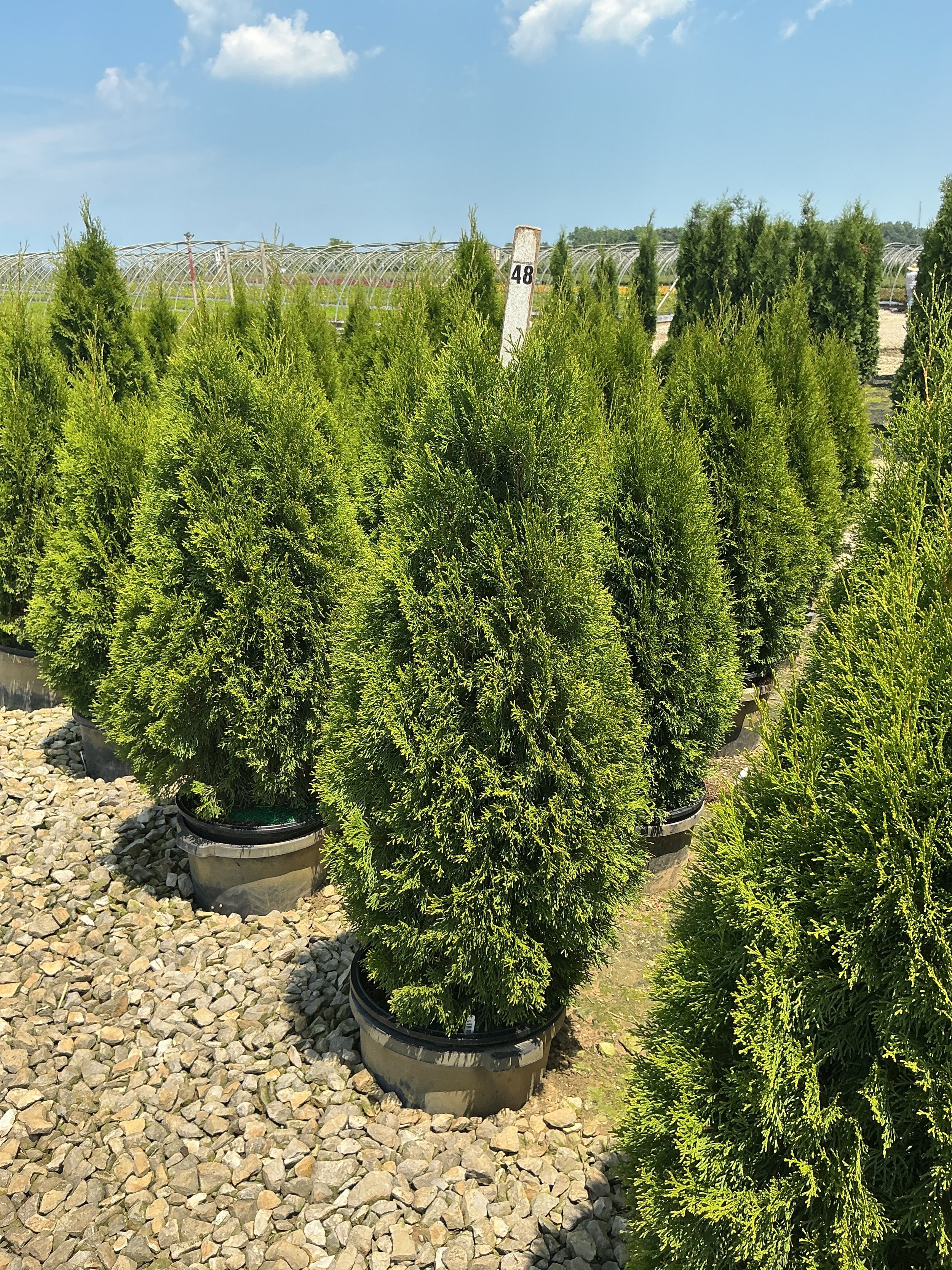 Thuja occidentalis 'Smaragd'