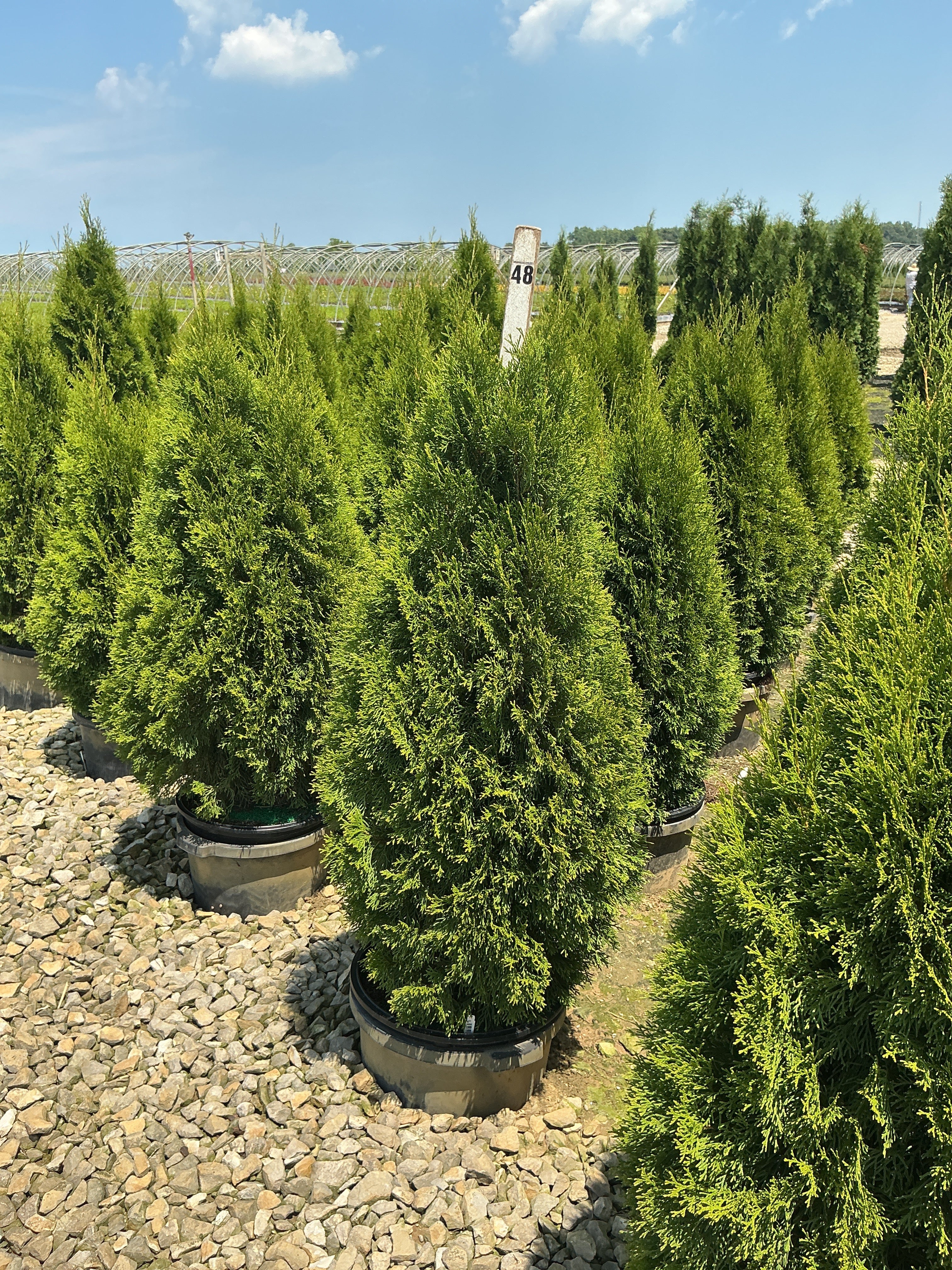 Thuja occidentalis 'Smaragd'