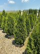 Thuja occidentalis 'Smaragd'