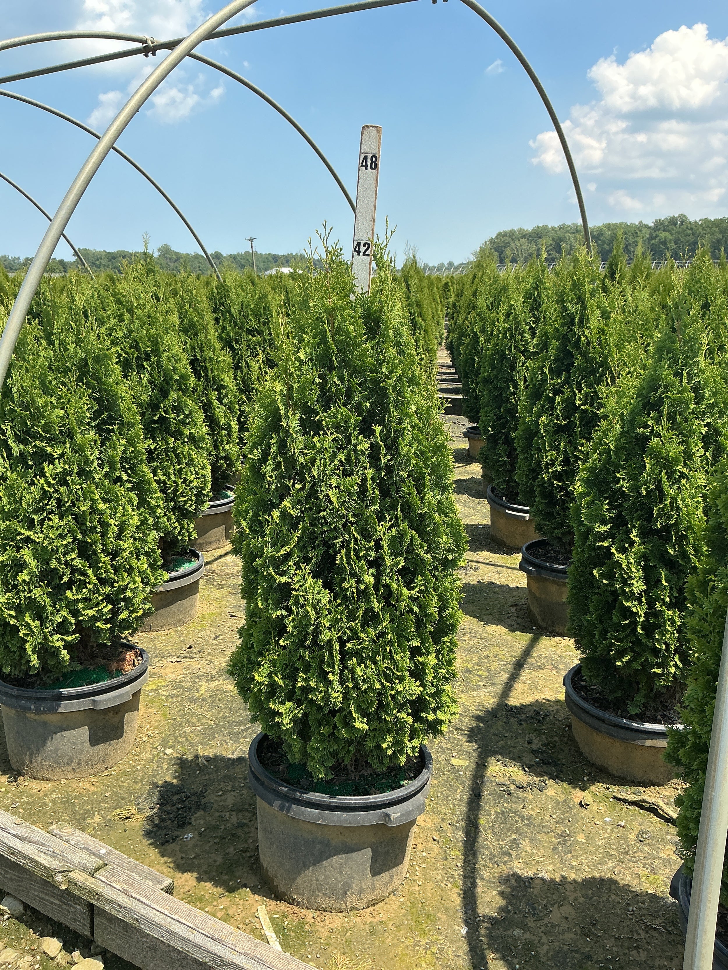 Thuja occidentalis 'Degroots Spire'