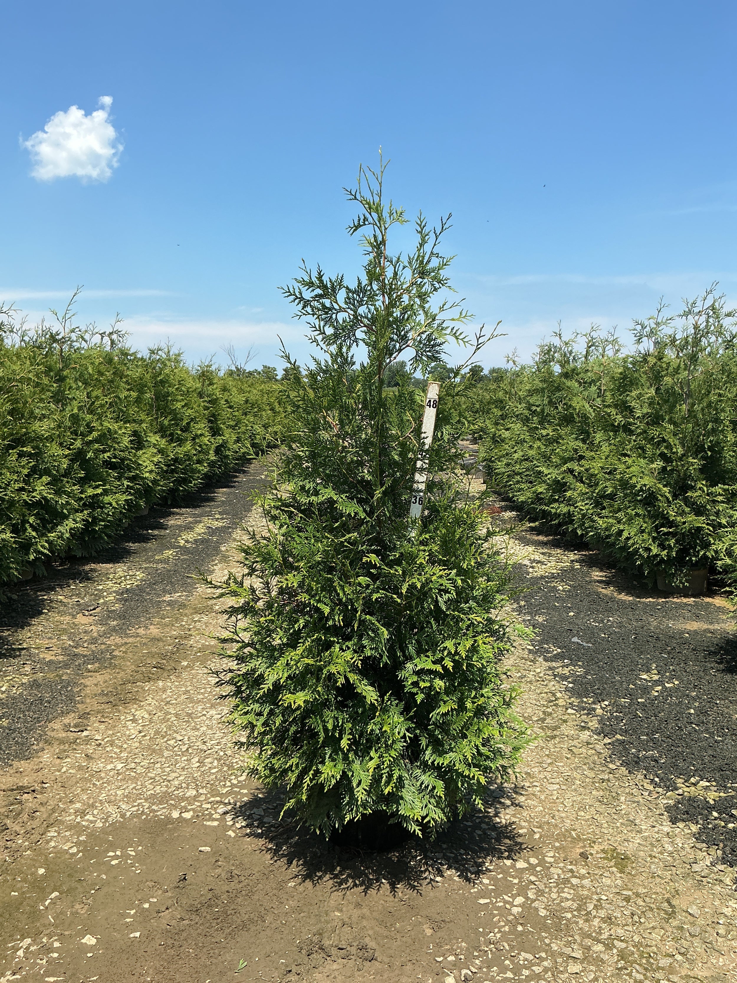 Thuja plicata 'Green Giant'