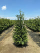 Thuja plicata 'Green Giant'