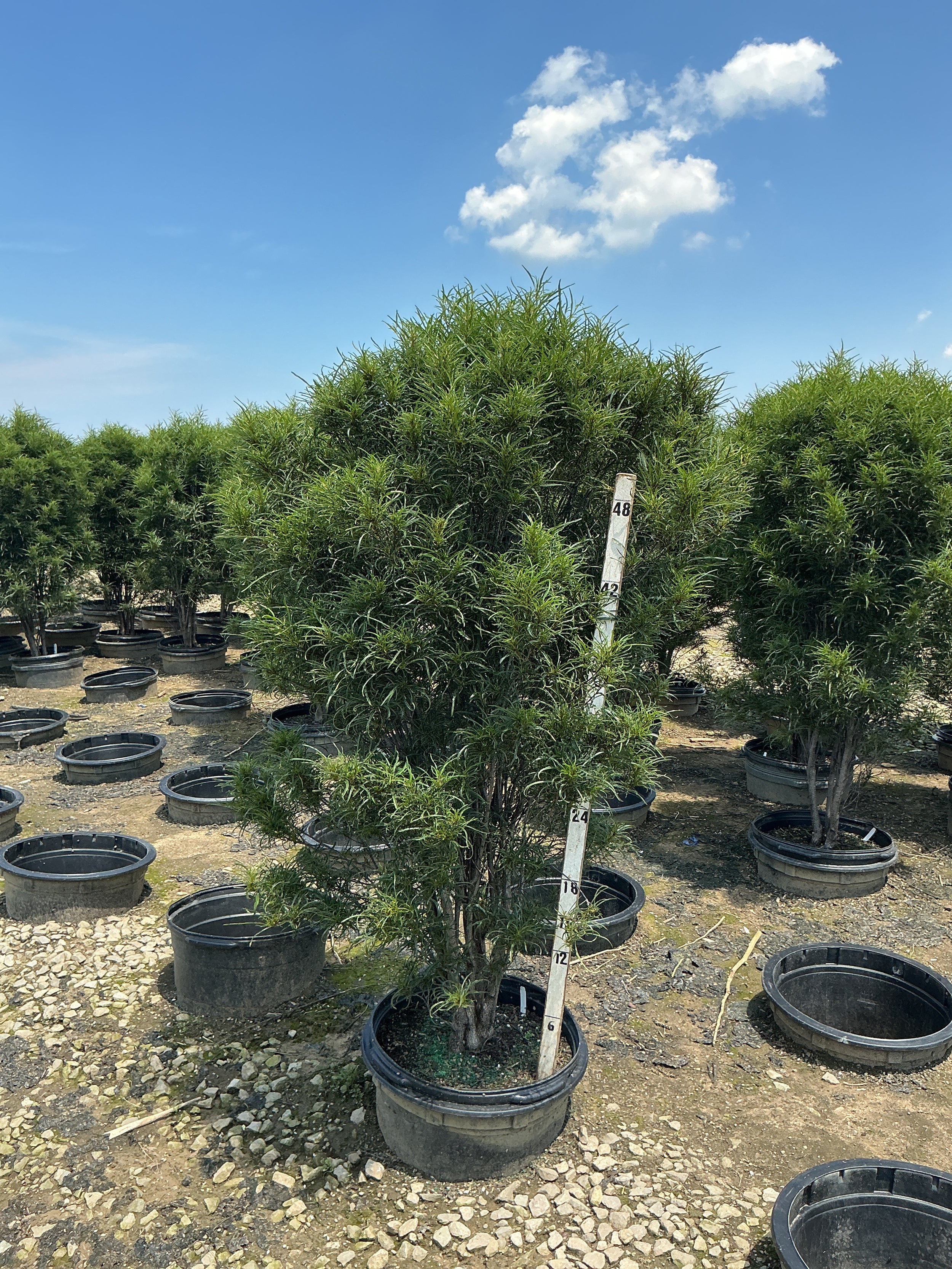 Rhamnus frangula 'Ron Williams'