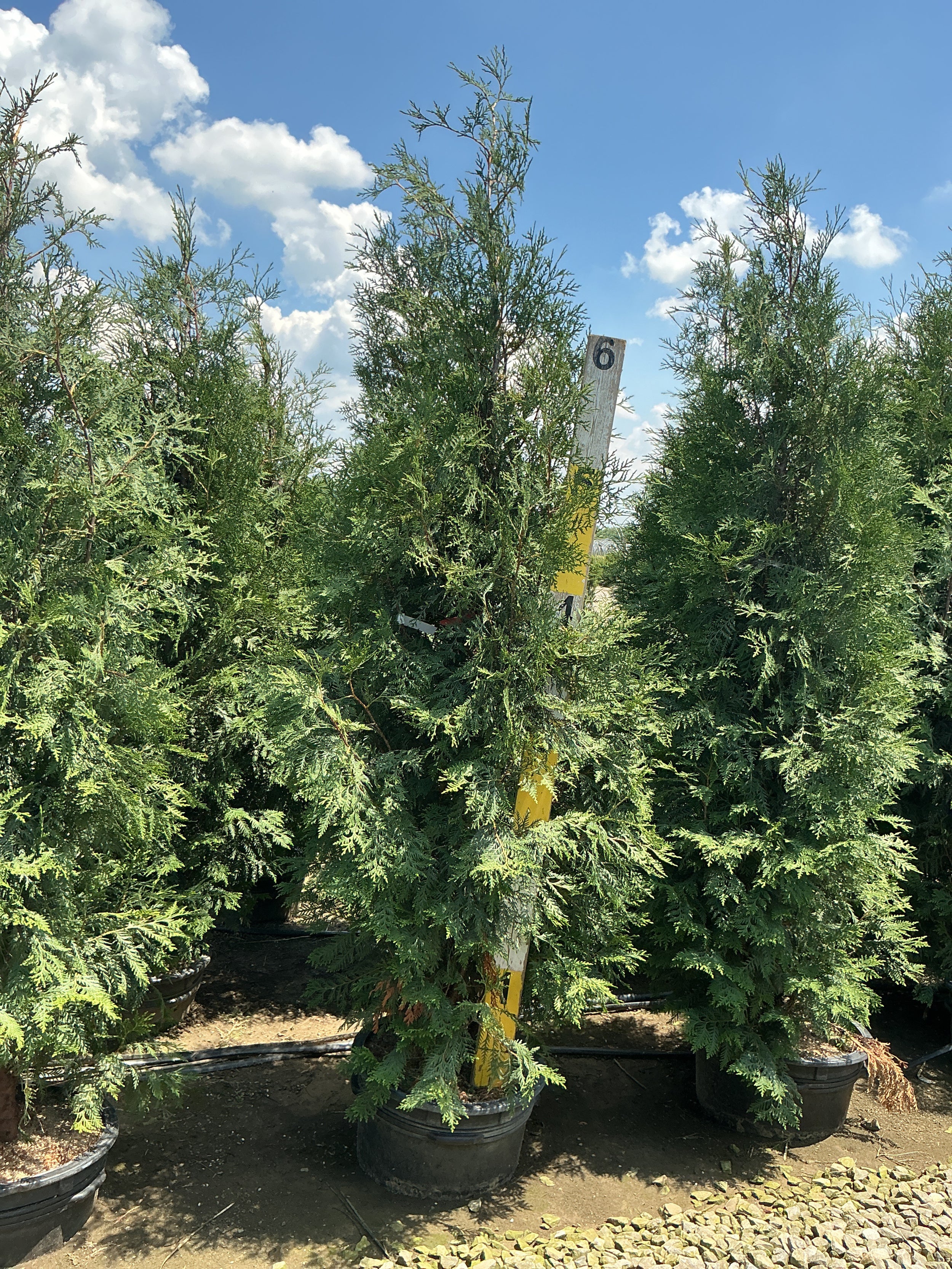 Thuja occidentalis 'Wintergreen'